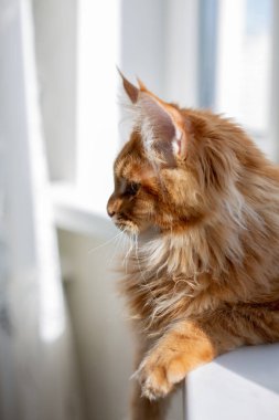 Güzel kırmızı Mainecoon kedi yavrusu bir pencere eşik üzerinde oturan
