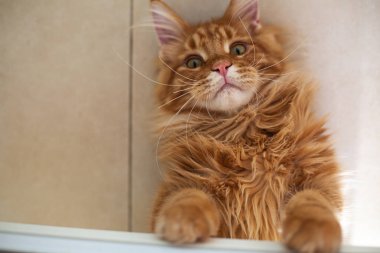 Sevimli kırmızı Maine Coon kedi katta oynuyor. Boş alan