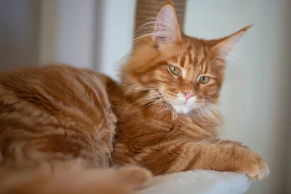 Piccolo gattino rosso Maine Coon sdraiato su un divano — Foto Stock