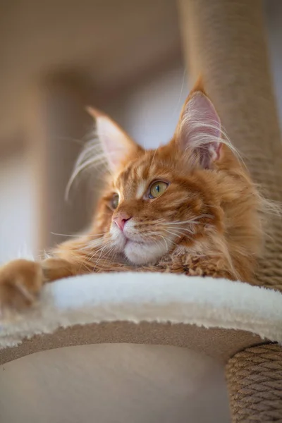 Bom tabby vermelho Maine Coon gato deitado em um sofá — Fotografia de Stock