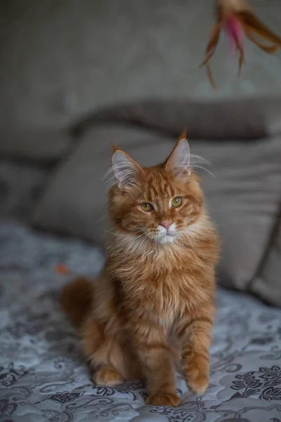 Pouco fofo Maine Coon gatinho brincando com um brinquedo — Fotografia de Stock