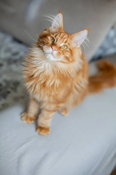 Sedutor vermelho tabby Maine Coon gato sentado em um sofá — Fotografia de Stock