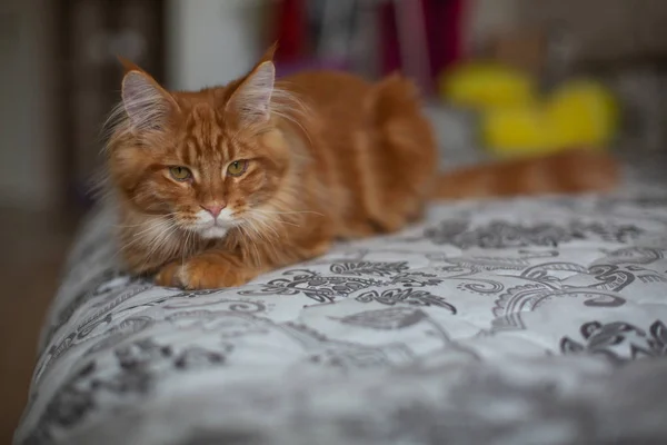 Superbe chat rouge tabby maine coon assis sur le canapé. Espèces vides — Photo