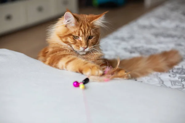 Wonderful red Maine Coon kitten playing with feather toy. Empty — Stock Photo, Image