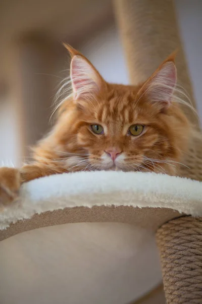 Retrato interno de bom vermelho Maine Coon gatinho deitado em um sofá — Fotografia de Stock