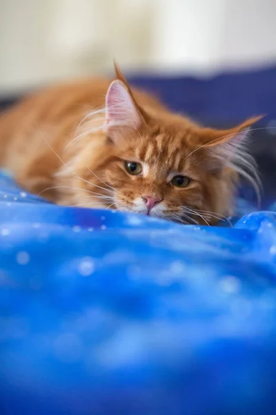 Pouco fofo Maine Coon gatinho jogando em um fundo azul — Fotografia de Stock