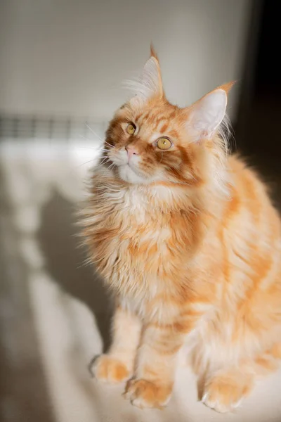 Röd tabby Maine Coon Kitten Basking i solen — Stockfoto