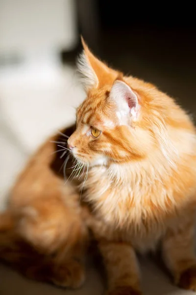 Piccolo tabby rosso Maine Coon gattino crogiolarsi al sole — Foto Stock