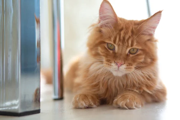 Söt ingefära Maine Coon kattunge liggande på golvet — Stockfoto