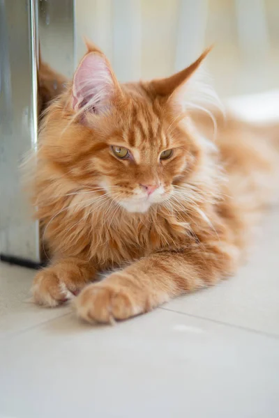 Bonito vermelho Maine Coon gatinho deitado no chão — Fotografia de Stock