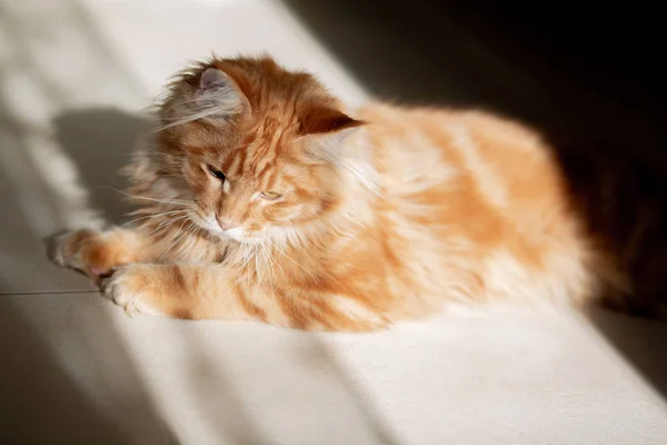 Nice red tabby Maine Coon kitten basking in the sun — Stock Photo, Image