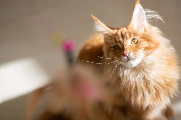 Red tabby Maine Coon kitten playing with a toy — Stock Photo, Image