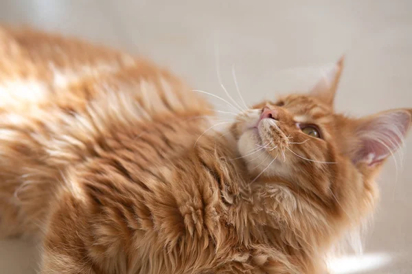 Carino rosso Maine Coon gatto crogiolarsi al sole — Foto Stock