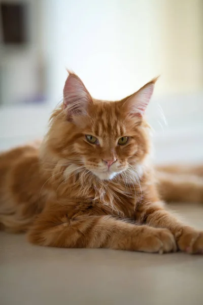 Adorable chat rouge tabby Maine Coon couché sur le sol — Photo