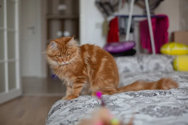 Little red Maine Coon kitten playing on a couch with a toy — Stock Photo, Image