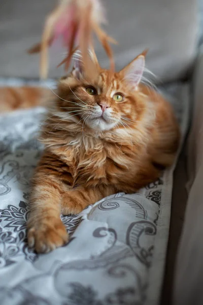 Cute fluffy maine coon cat playing with a feather toy — Stock Photo, Image