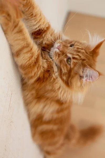 Beau chaton coon maine pelucheux jouant avec un jouet en plumes — Photo