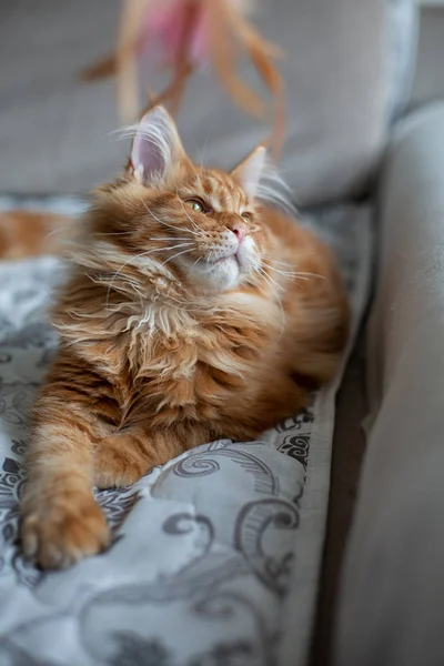 Lovely fluffy Maine Coon cat playing on a couch — Stock Photo, Image