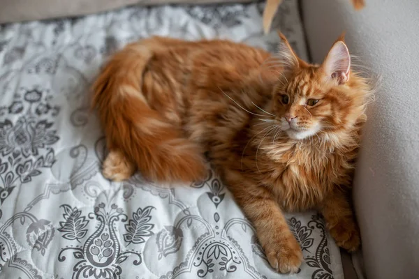 Glorioso rosso tabby Maine Coon gatto che gioca su un divano — Foto Stock