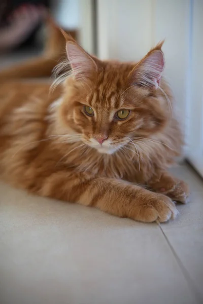 Cute red fluffy mainecoon kitten lying on the floor — Stock Photo, Image