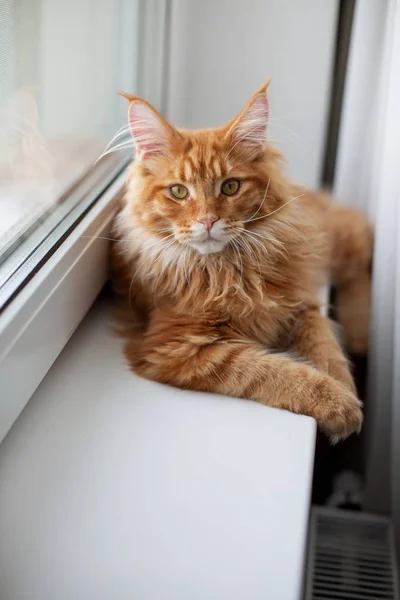 Adorável vermelho tabby maine casulo gato sentado em uma soleira da janela — Fotografia de Stock