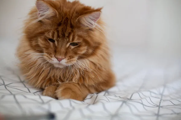 Adorável gengibre Mainecoon gatinho sentado na cama branca. Tentar. — Fotografia de Stock