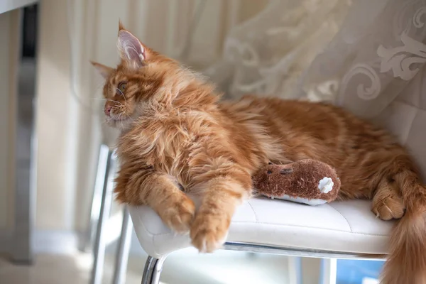 Adorável tabby vermelho Mainecoon gatinho brincando com um mouse — Fotografia de Stock