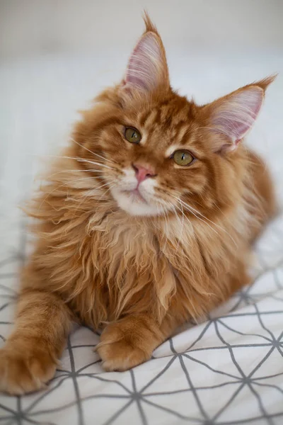 Bedårande röd Mainecoon kattunge sitter på en säng — Stockfoto