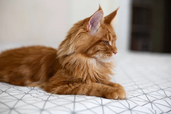 Doméstico maine maine maine casulo gato sentado na cama — Fotografia de Stock