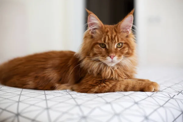 Portrét domácího Chlupaté kočky, sedící na posteli — Stock fotografie