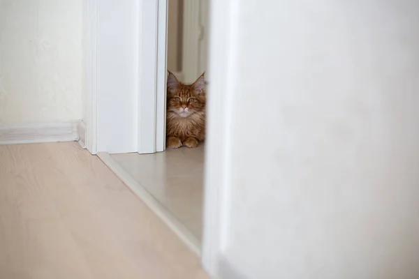 Red tabby Maine Coon gato sentado en el suelo. Espacio vacío — Foto de Stock