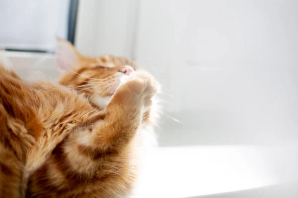 Lovely ginger mainecoon kitten licking his paw. Empty space — Stock Photo, Image