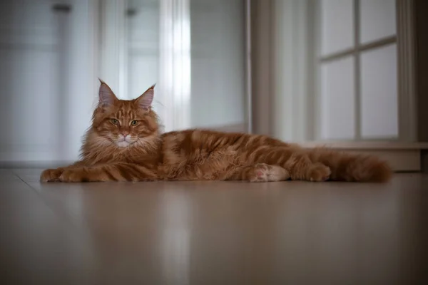 Vermelho tabby fofo mainecoon gatinho deitado no chão — Fotografia de Stock