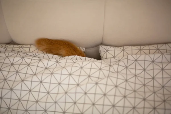 Joyful red Maine Coon kitten is hiding under a blanket, putting — Stock Photo, Image