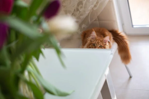 Curious ginger maine coon kitten looking to a tulips in vase. Em — Stock Photo, Image