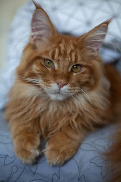 Linda tabby vermelho mainecoon gatinho sentado na cama — Fotografia de Stock