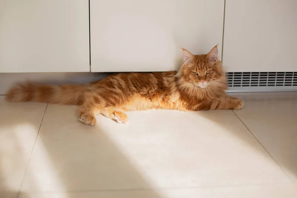 사랑스러운 빨간 태비 메인쿤 새끼 고양이 누워 에 이 바닥 와 태양 라 — 스톡 사진