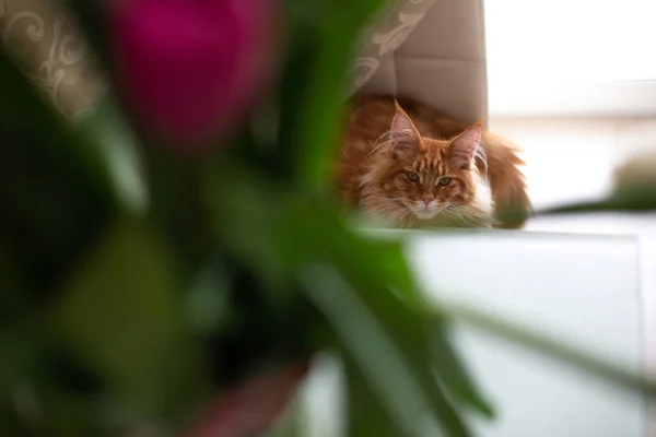 Cute ginger mainecoon cat sitting near the tulips in vase — Stock Photo, Image