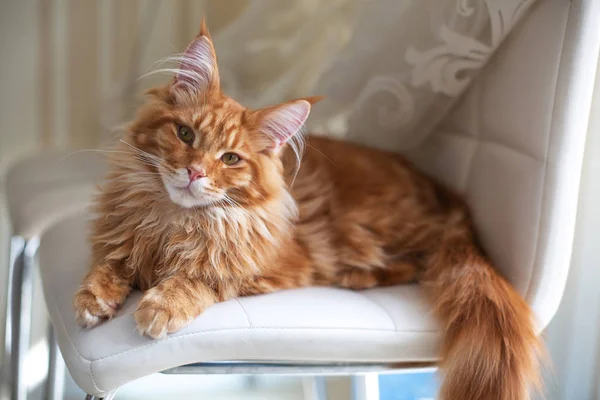 Fabulous röd tabby Maine Coon kattunge sitter på den vita stolen — Stockfoto