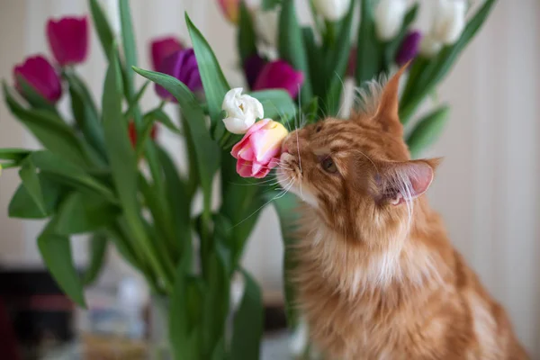 Curioso gatto rosso maine coon che gioca con i tulipani — Foto Stock