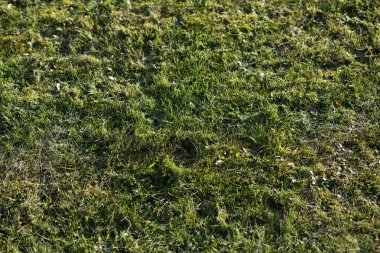 Kötü durumda yeşil çim ve bakımı gerekir