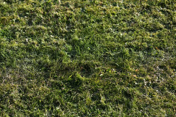 Kötü durumda yeşil çim ve bakımı gerekir