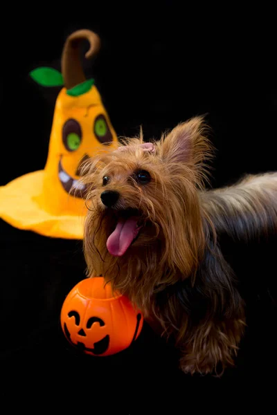 Beautiful Little Yorkshire Dog Black Background Pumpkin Halloween Trick Treating — Stock Photo, Image