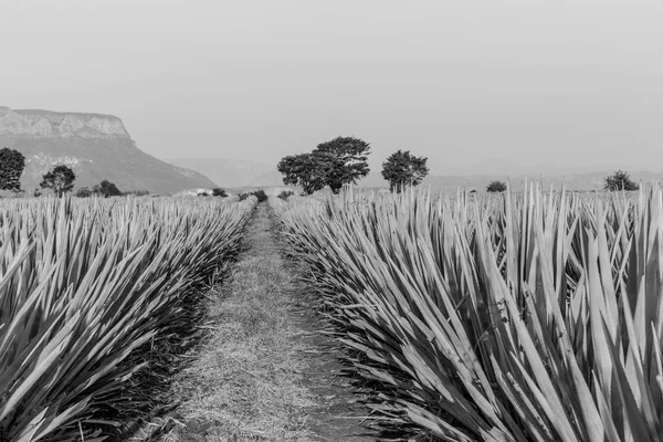 Paisagem Plantio Plantas Agave Para Produzir Tequila Preto Branco — Fotografia de Stock
