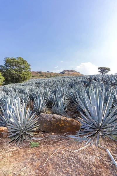 Paesaggio Piantagione Piante Agave Produrre Tequila — Foto Stock