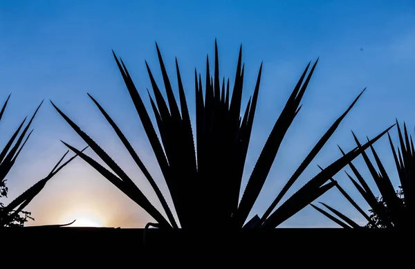 Paesaggio Piantagione Piante Agave Produrre Tequila Retroilluminazione — Foto Stock