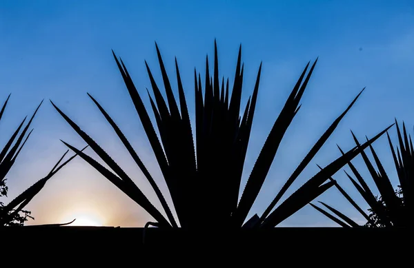 Paisagem Plantio Plantas Agave Para Produzir Tequila Backlighting — Fotografia de Stock