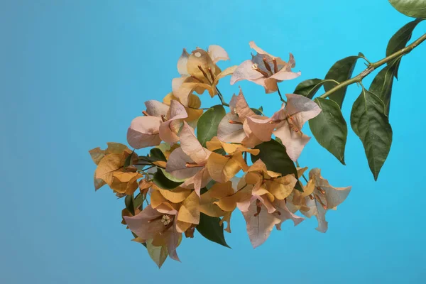 Textúra Részletessége Csokor Virág Napfényes Külső — Stock Fotó