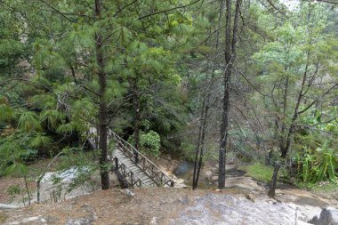 Mazmitla yeşil ormanda. Meksika, dağ manzarası.