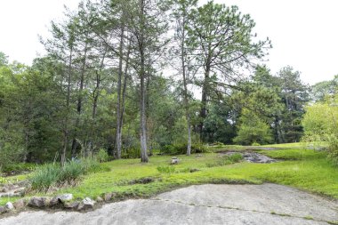 Mazmitla yeşil ormanda. Meksika, dağ manzarası.